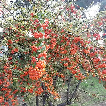 Troia Tusan Canakkale