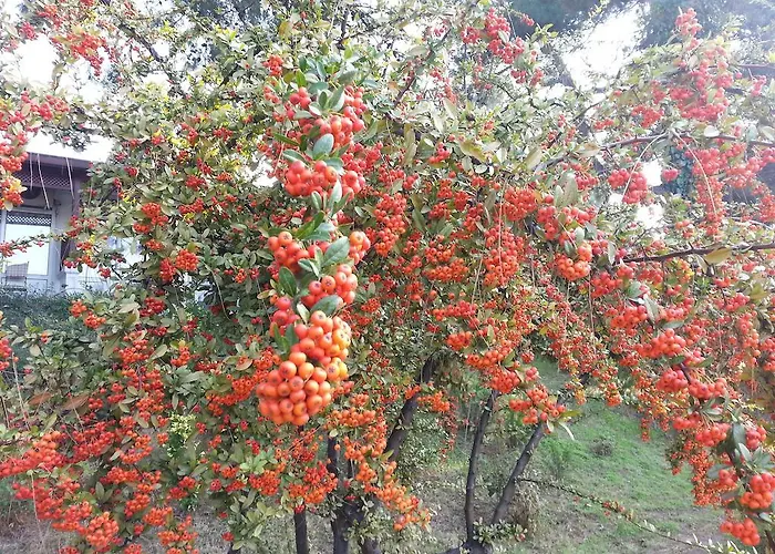 Troia Tusan チャナッカレ